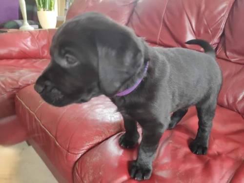 Heathy & Happy black/yellow female pups, to both working parents, family reared, Exceptional FTCH pedigrees. for sale in Kendal, Cumbria - Image 5