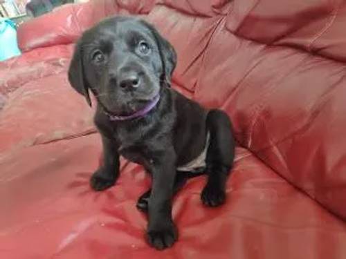 Heathy & Happy black/yellow female pups, to both working parents, family reared, Exceptional FTCH pedigrees. for sale in Kendal, Cumbria - Image 6