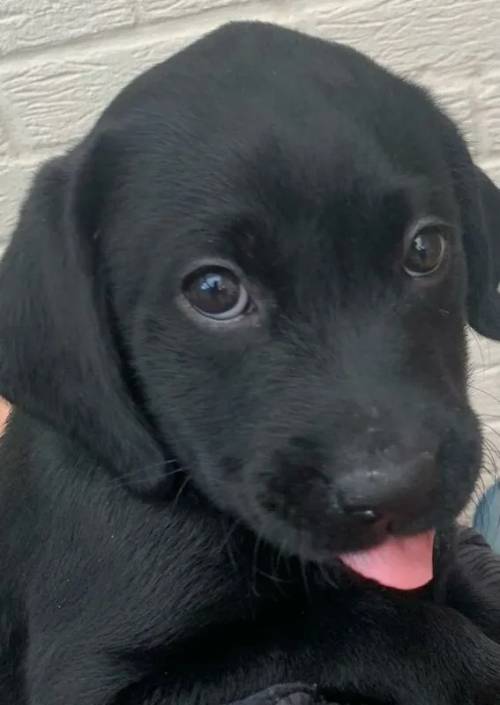 All gone now. Labrador Retriever Puppies - Waiting list for autumn is open. for sale in Telford, Shropshire - Image 6