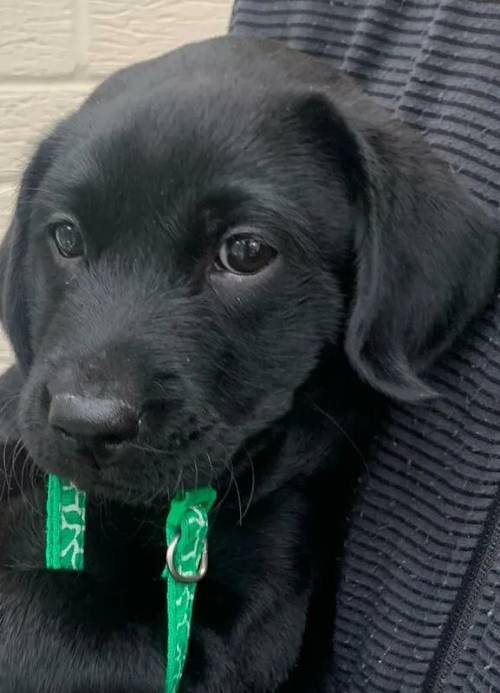 All gone now. Labrador Retriever Puppies - Waiting list for autumn is open. for sale in Telford, Shropshire - Image 7