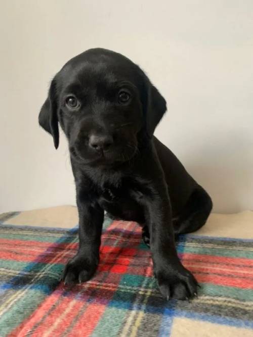 All gone now. Labrador Retriever Puppies - Waiting list for autumn is open. for sale in Telford, Shropshire - Image 10