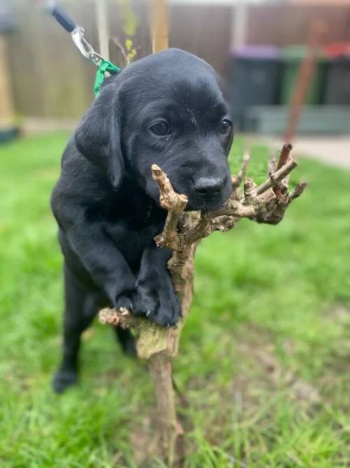 All gone now. Labrador Retriever Puppies - Waiting list for autumn is open. for sale in Telford, Shropshire - Image 13