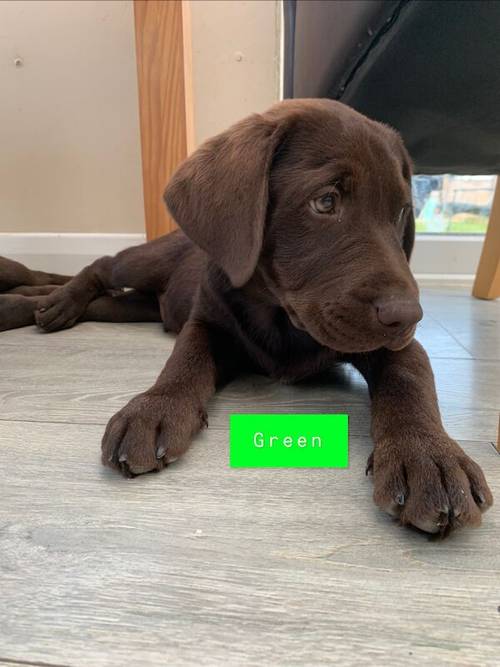 LAST TWO REMAINING. SEARCHING FOR FOREVER HOMES CHOCOLATE BOYS KC LABRADOR PUPS for sale in Kingston upon Hull, East Riding of Yorkshire - Image 6