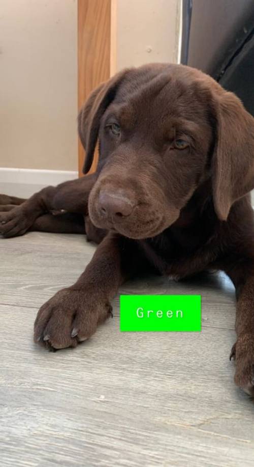 LAST TWO REMAINING. SEARCHING FOR FOREVER HOMES CHOCOLATE BOYS KC LABRADOR PUPS for sale in Kingston upon Hull, East Riding of Yorkshire - Image 4