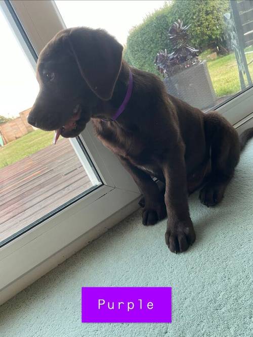 LAST TWO REMAINING. SEARCHING FOR FOREVER HOMES CHOCOLATE BOYS KC LABRADOR PUPS for sale in Kingston upon Hull, East Riding of Yorkshire - Image 9