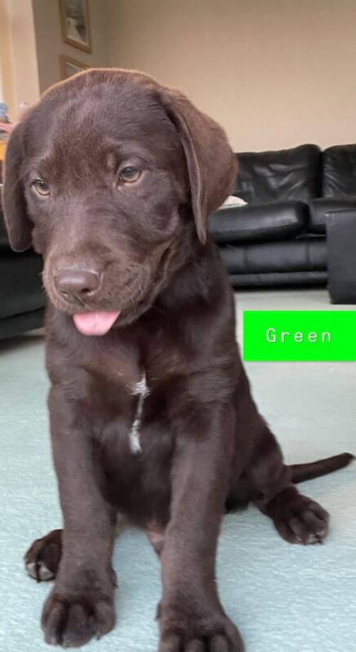 LAST TWO REMAINING. SEARCHING FOR FOREVER HOMES CHOCOLATE BOYS KC LABRADOR PUPS for sale in Kingston upon Hull, East Riding of Yorkshire - Image 12