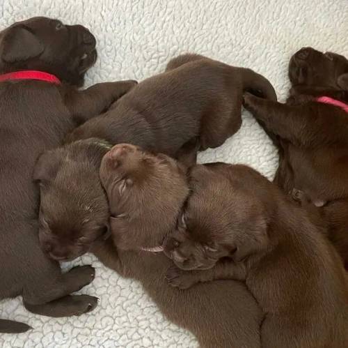 Health Tested Labrador Puppies for sale in Grove, Nottinghamshire - Image 2