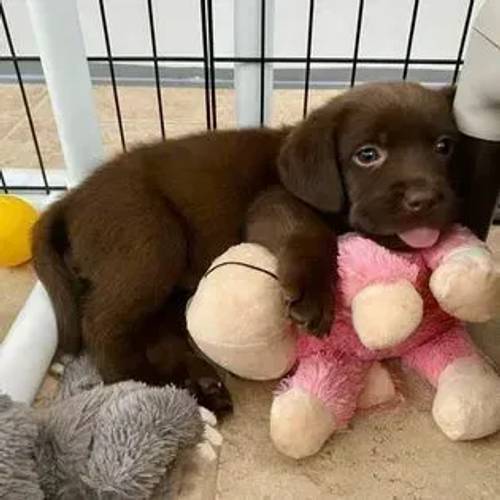 Labrador Retriever Pups For Sale in Leicester Grange, Warwickshire - Image 2