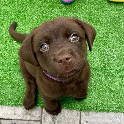 Labrador Retriever Pups For Sale in Leicester Grange, Warwickshire - Image 1