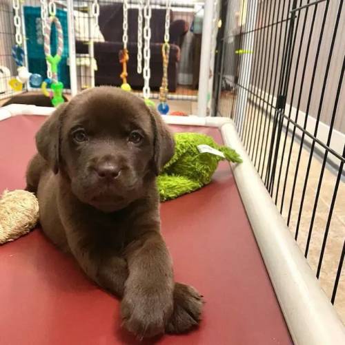 Labrador Retriever Pups For Sale in Leicester Grange, Warwickshire - Image 3