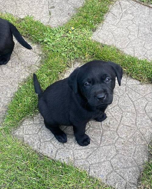 Kennel reg Labrador puppies for sale in Blackwood/Coed Duon, Caerphilly - Image 8