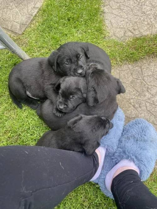 Kennel reg Labrador puppies for sale in Blackwood/Coed Duon, Caerphilly - Image 10