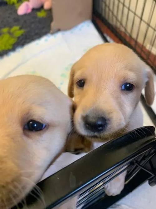 Exceptional labrador puppies for sale in Leicestershire - Image 1