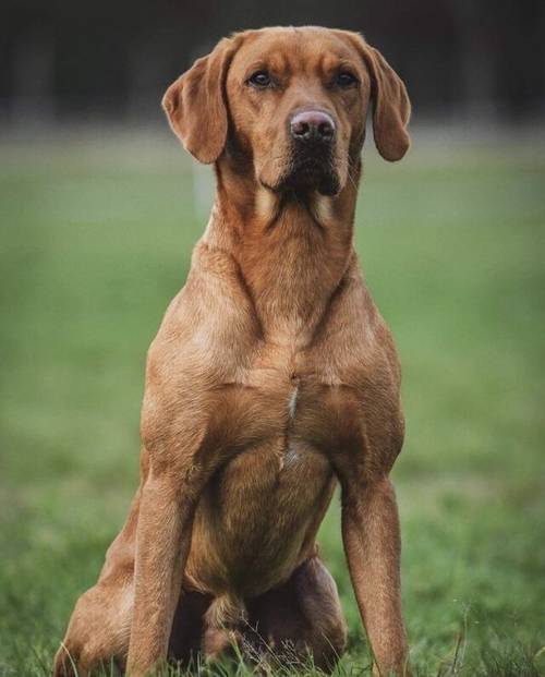 Fox Red Labrador Puppy for sale (one boy) for sale in Forest Row, East Sussex - Image 4