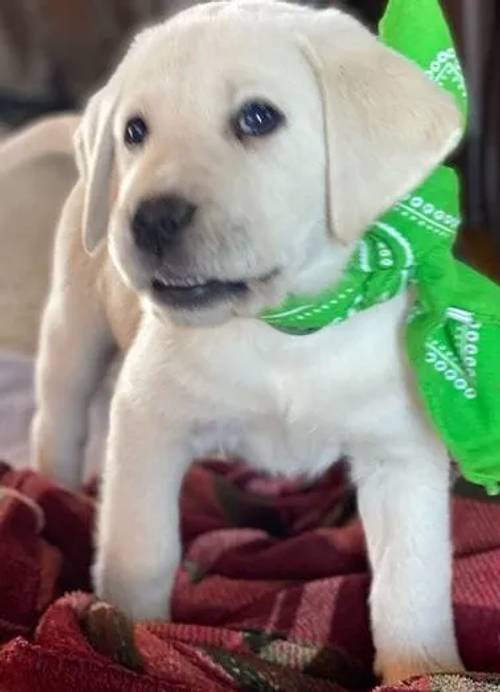 Pedigree Labrador Puppies only 2 left for sale in Liverpool, Merseyside - Image 3