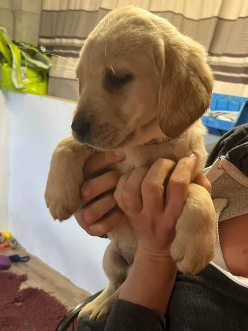 KC registered Labrador puppies litter for sale in Willesden Green, Brent, Greater London - Image 1