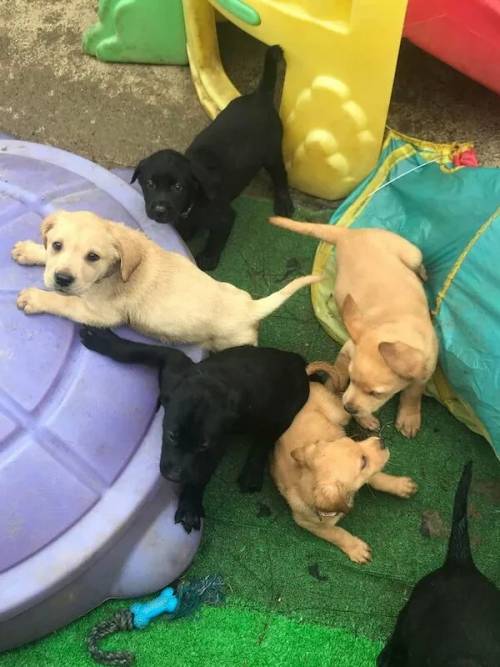 KC registered Labrador puppies litter for sale in Willesden Green, Brent, Greater London - Image 4