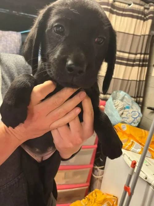 KC registered Labrador puppies litter for sale in Willesden Green, Brent, Greater London - Image 2