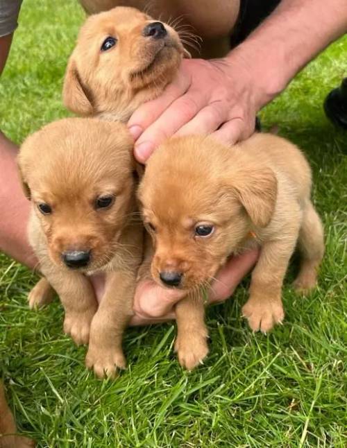 Kc reg Labrador Pups Fox Red and Yellow for sale in London - Image 1