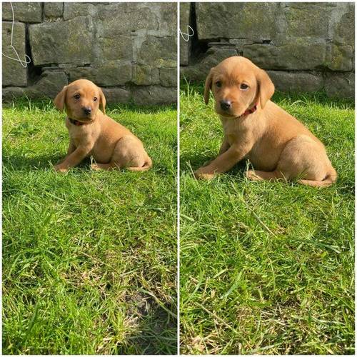 Kc reg Labrador Pups Fox Red and Yellow for sale in London - Image 2