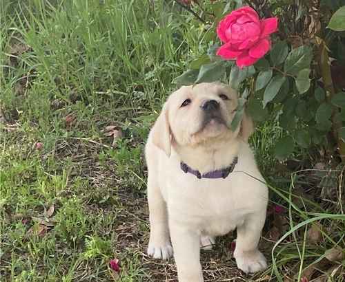 Labradoodle puppies for sale in Liverpool, Merseyside - Image 1