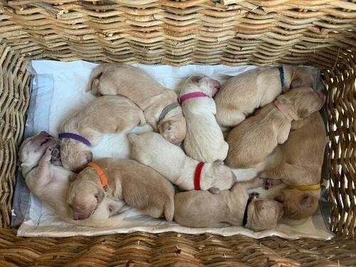 Labrador health tested puppies KC registered for sale in Brixton, Devon - Image 1