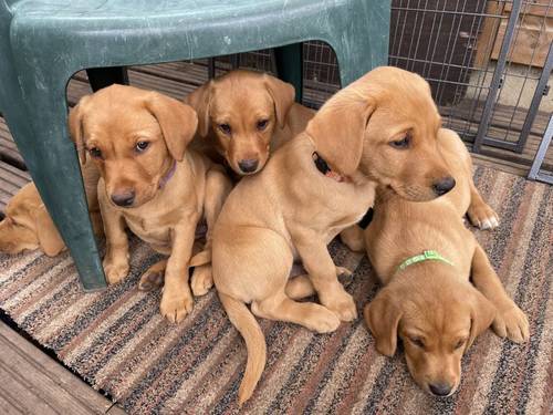 Stunning Fox Red Labrador pup for sale in Wetherby, West Yorkshire - Image 5