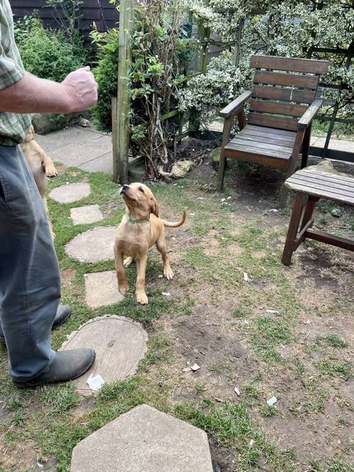 Stunning Fox Red Labrador pup for sale in Wetherby, West Yorkshire - Image 6