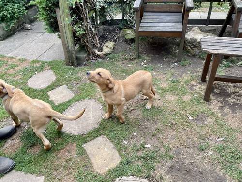 Stunning Fox Red Labrador pup for sale in Wetherby, West Yorkshire - Image 7