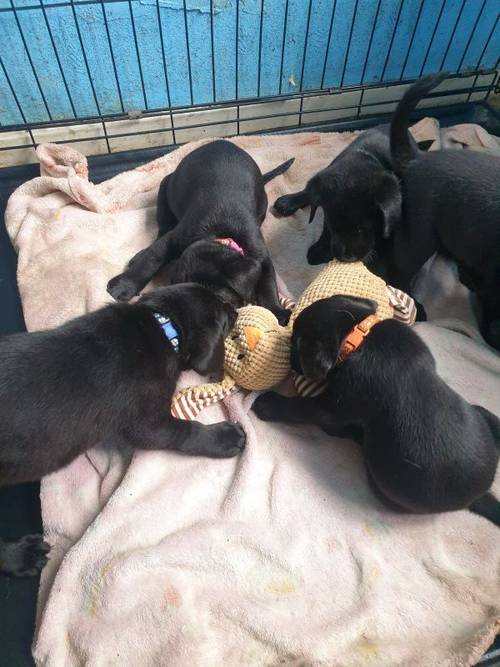 Litter of lovely black labrador puppies for sale in Glossop Derbyshire - Image 13