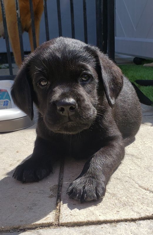 Kennel Club Fully Health Tested Labrador Puppy For Sale in Boston