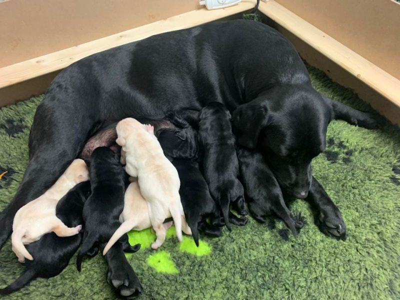 KC REGISTERED LABRADOR PUPPIES SIRE REED SLINGLEY GUN DOGS For Sale