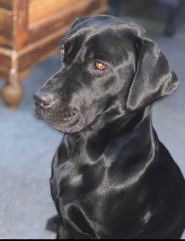 KC REGISTERED LABRADOR PUPPIES SIRE REED SLINGLEY GUN DOGS For Sale