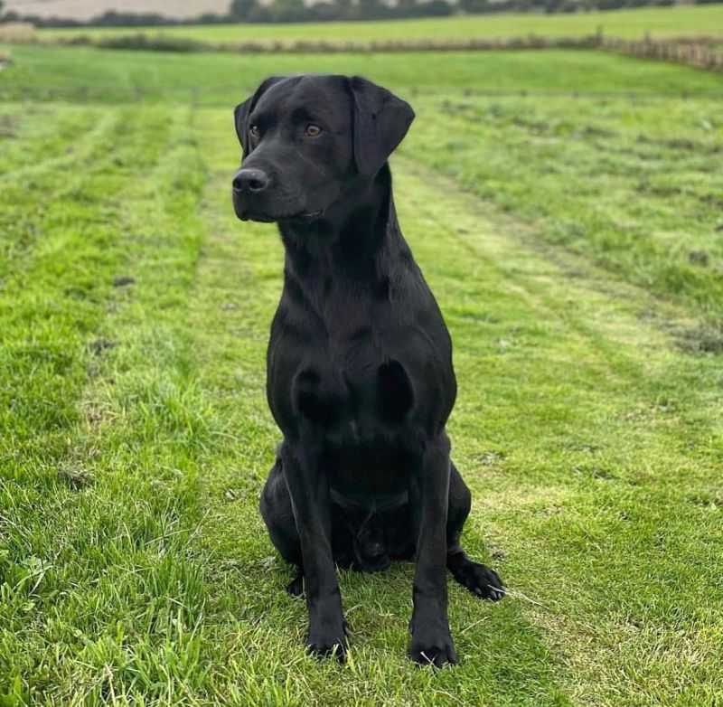 KC REGISTERED LABRADOR PUPPIES SIRE REED SLINGLEY GUN DOGS For Sale