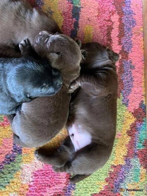 Black and chocolate Labrador puppies for sale in Burpham, Guildford - Image 1