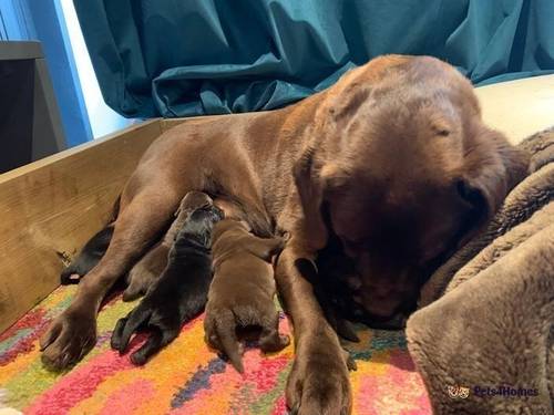 Black and chocolate Labrador puppies for sale in Burpham, Guildford - Image 5