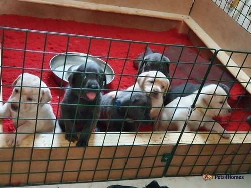 Charcoal & champagne puppies health tested for sale in Wainfelin, Pontypool - Image 1