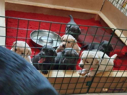 Charcoal & champagne puppies health tested for sale in Wainfelin, Pontypool - Image 4