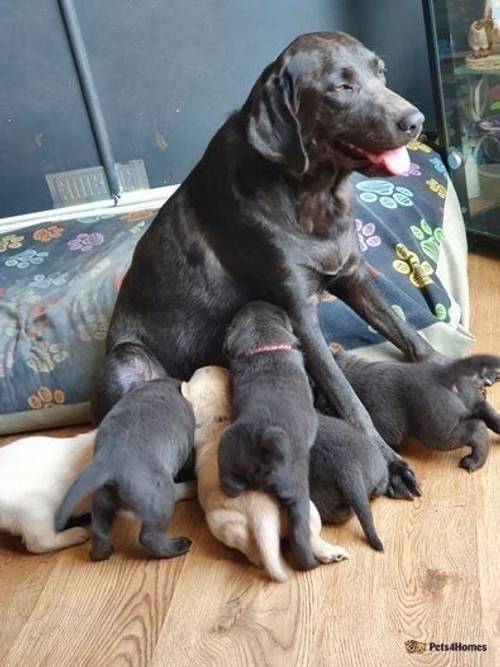 Charcoal & champagne puppies health tested for sale in Wainfelin, Pontypool - Image 5