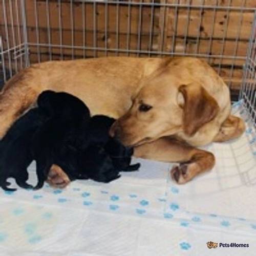 beautiful Labrador pups for sale in Galston, East Ayrshire - Image 1