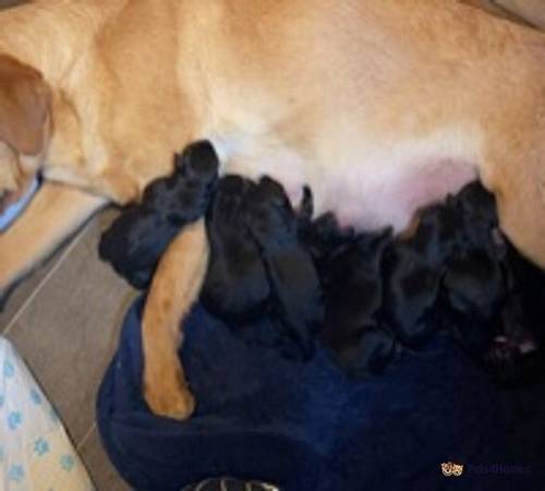 beautiful Labrador pups for sale in Galston, East Ayrshire - Image 4