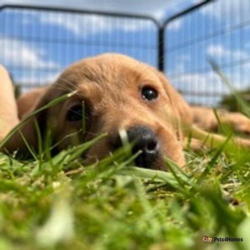 Beautiful KC Fox Red Labrador Puppies for sale in The Camp, Stroud - Image 1