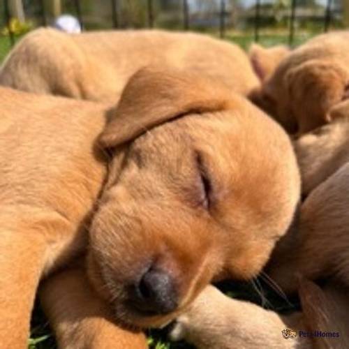 Beautiful KC Fox Red Labrador Puppies for sale in The Camp, Stroud - Image 2