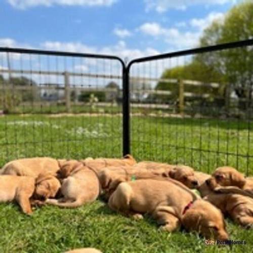 Beautiful KC Fox Red Labrador Puppies for sale in The Camp, Stroud - Image 3