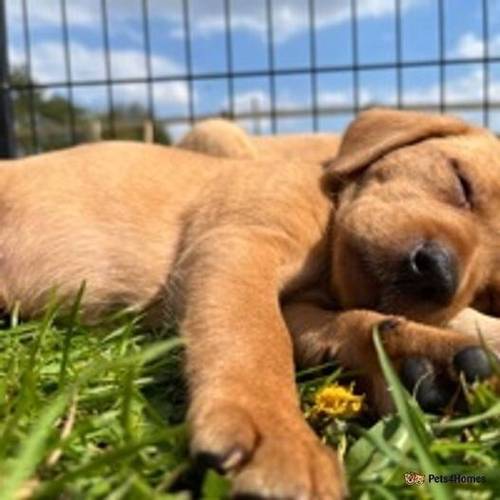 Beautiful KC Fox Red Labrador Puppies for sale in The Camp, Stroud - Image 4