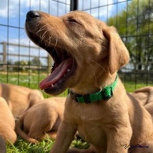 Beautiful KC Fox Red Labrador Puppies for sale in The Camp, Stroud - Image 5