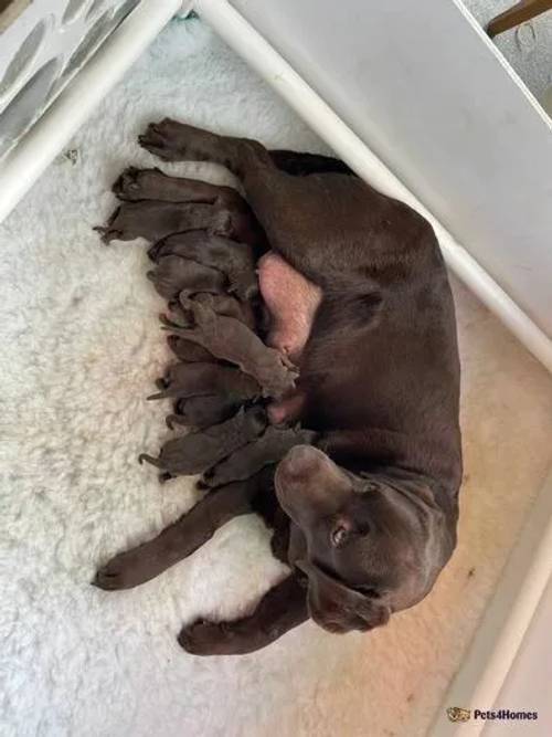 Beautiful KC registered chocolate Labrador puppies for sale in Matchams, Ringwood - Image 1