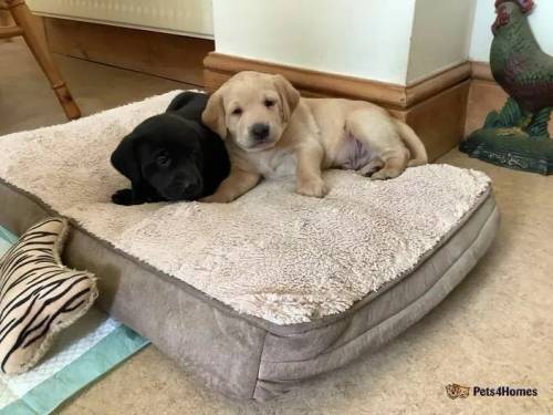 LABRADOR PUPPIES VIEWINGS NOW for sale in Essex - Image 2