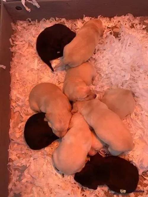 LABRADOR PUPPIES VIEWINGS NOW for sale in Essex - Image 3