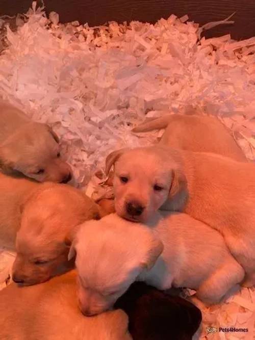 LABRADOR PUPPIES VIEWINGS NOW for sale in Essex - Image 5